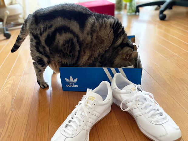 sumomo365_202203_sneakers_04.jpg