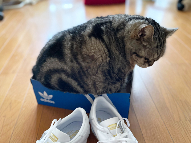sumomo365_202203_sneakers_05.jpg