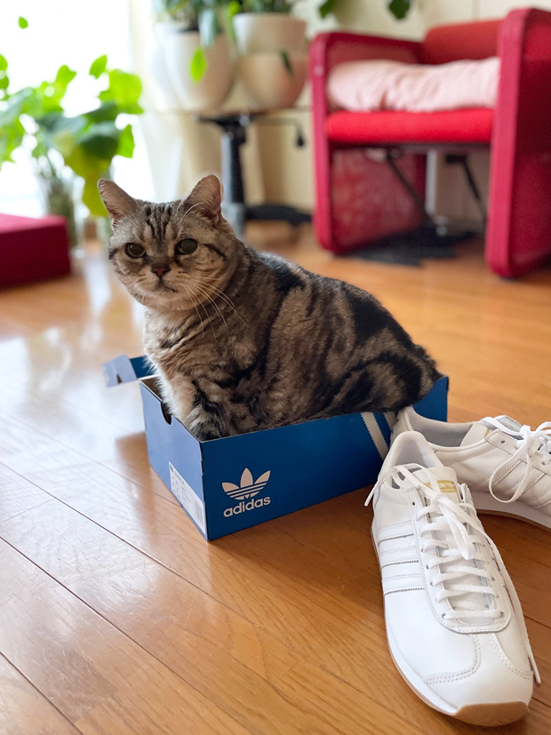 sumomo365_202203_sneakers_08.jpg