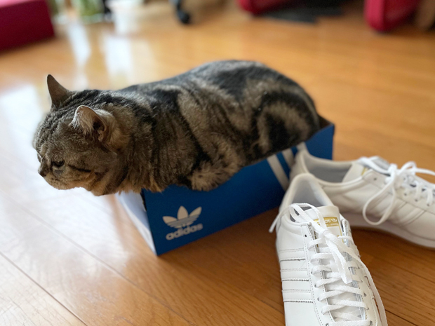 sumomo365_202203_sneakers_10.jpg
