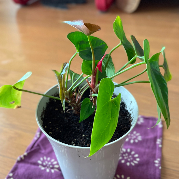 sumomo365_202205_Anthurium_regeneration_00.jpg