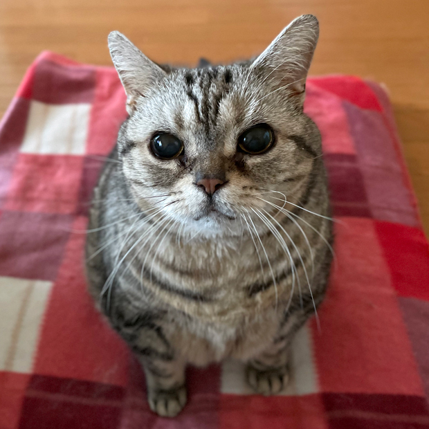 sumomo365_202206_Please_03.jpg