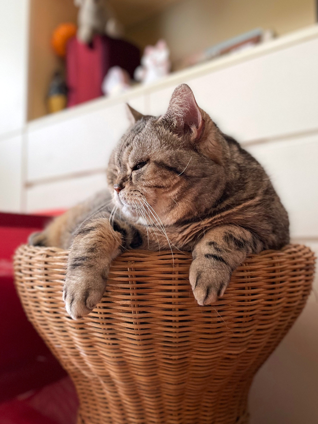 sumomo365_202206_Relaxing_bet_01.jpg