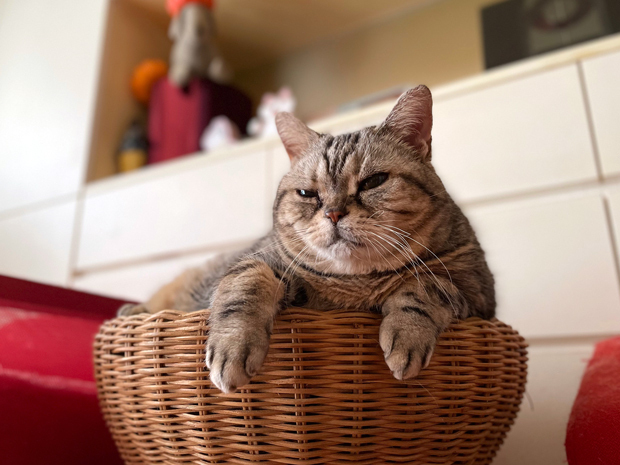sumomo365_202206_Relaxing_bet_03.jpg