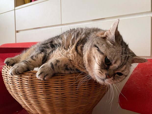 sumomo365_202206_Relaxing_bet_04.jpg