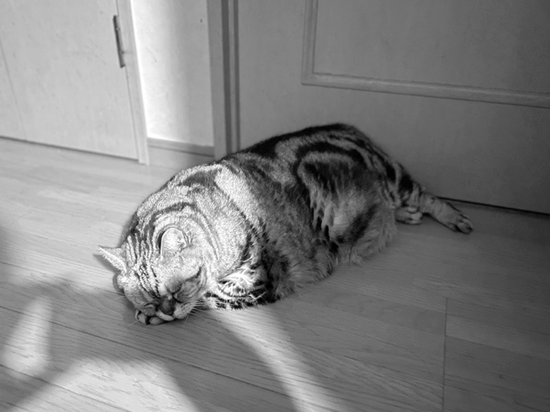 sumomo365_202207_floor_sleep_00.jpg