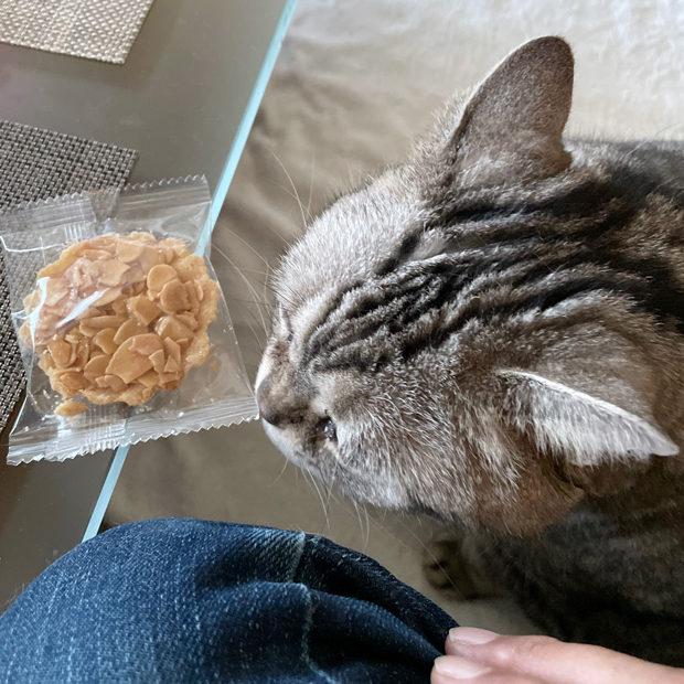 sumomo365_202208_almond_tart_01.jpg