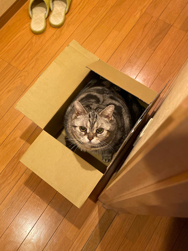 sumomo365_202209_Boxed_00.jpg