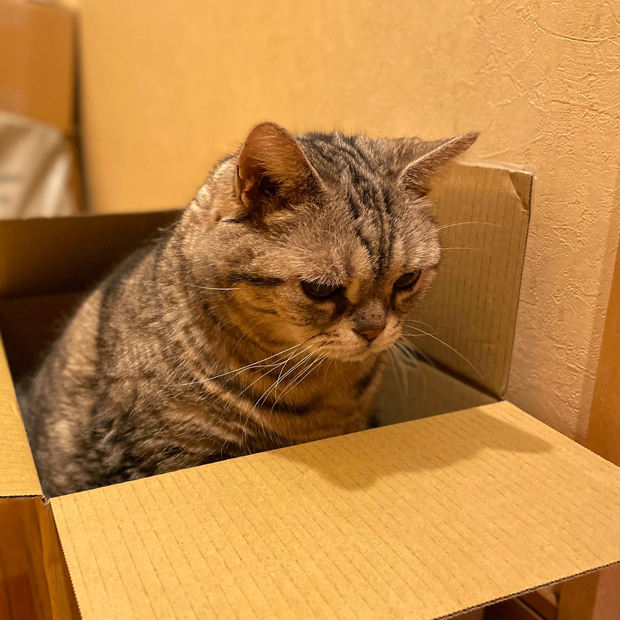 sumomo365_202209_Boxed_02.jpg