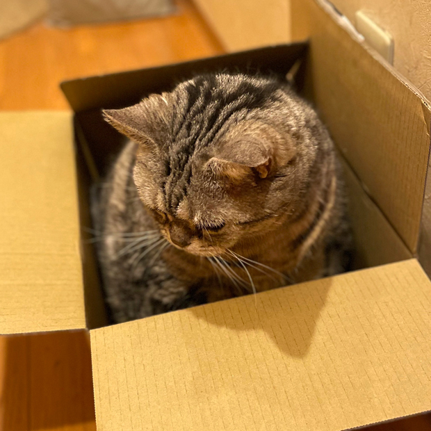 sumomo365_202209_Boxed_03.jpg