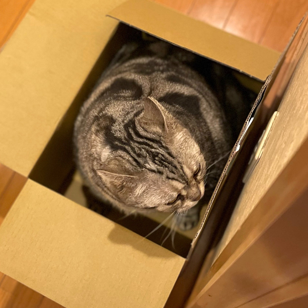 sumomo365_202209_Boxed_04.jpg