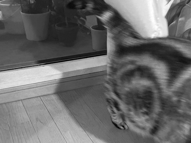 sumomo365_202209_cool_evening_02.jpg