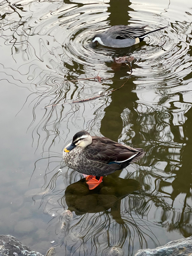 sumomo365_20230216_duck_00.jpg