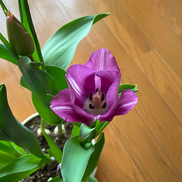 sumomo365_20230224_tulip_01.jpg