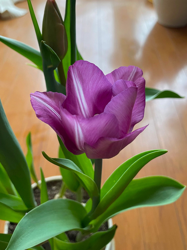 sumomo365_20230224_tulip_02.jpg