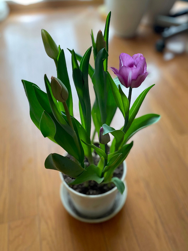 sumomo365_20230224_tulip_03.jpg