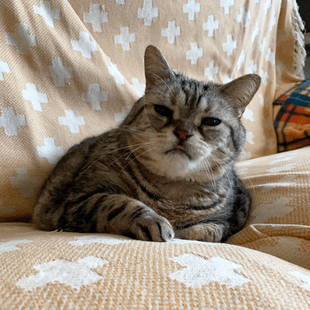 sumomo365_202303_doyagao_03a_0909.gif