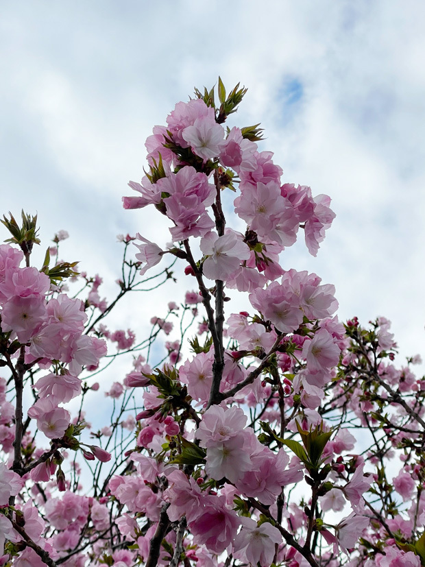sumomo365_202303_sakura_00.jpg