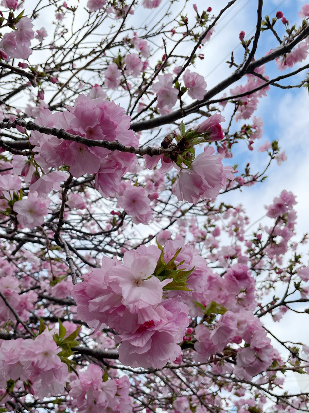 sumomo365_202303_sakura_01.jpg