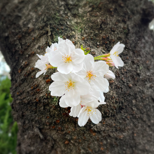 sumomo365_202303_sakura_03.jpg