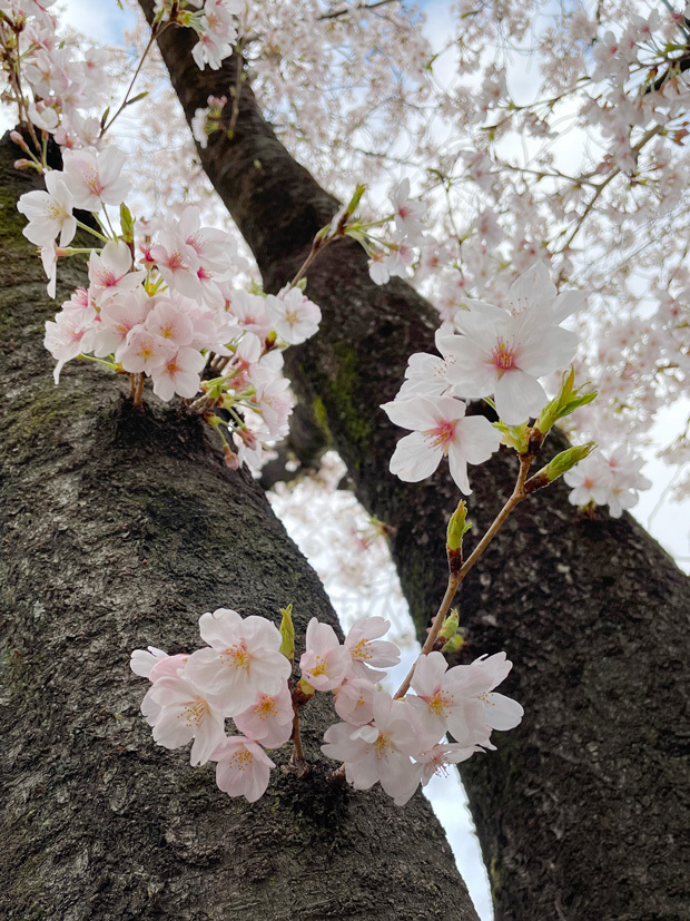 sumomo365_202303_sakura_05.jpg