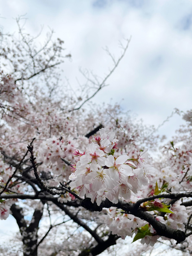 sumomo365_202303_sakura_06.jpg