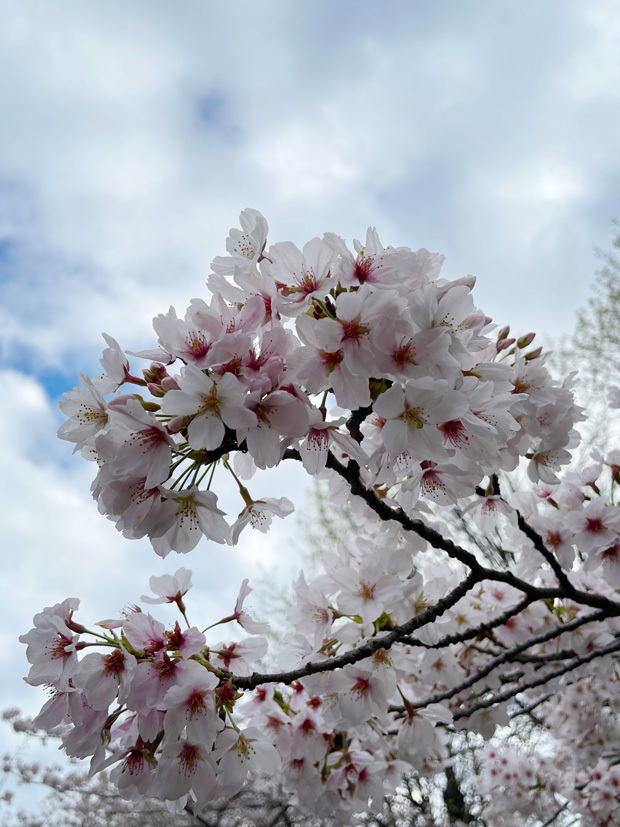 sumomo365_202303_sakura_09.jpg