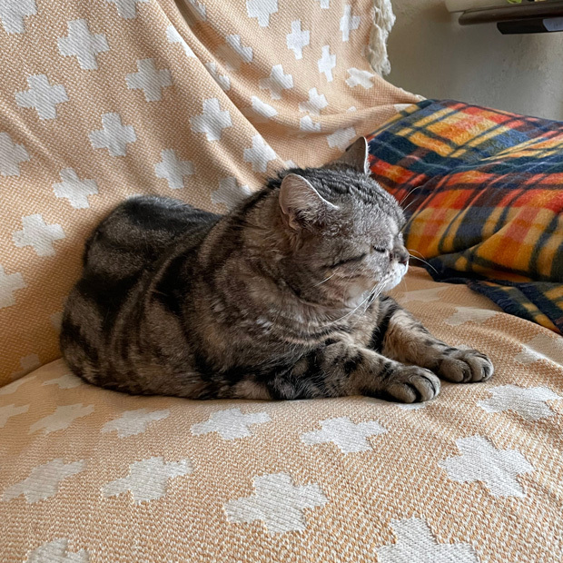 sumomo365_202303_sleepy_00.jpg