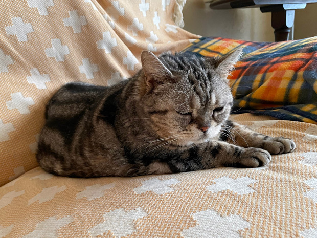 sumomo365_202303_sleepy_01.jpg