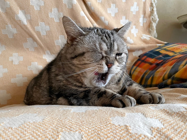 sumomo365_202303_sleepy_02.jpg
