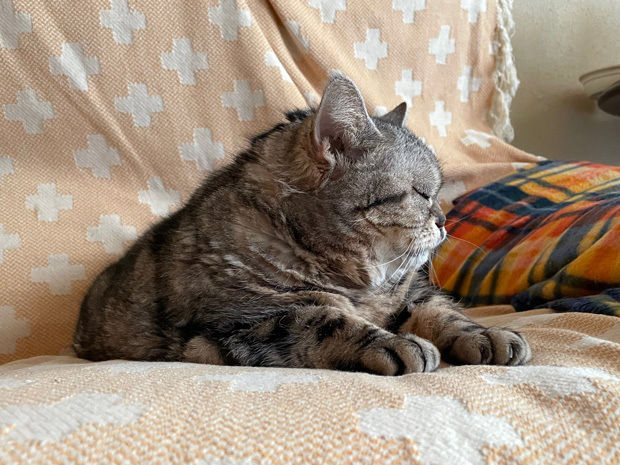 sumomo365_202303_sleepy_03.jpg
