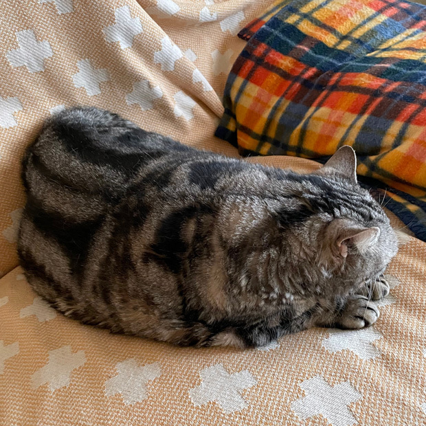 sumomo365_202303_sleepy_04.jpg