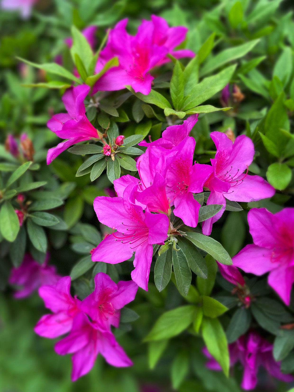 sumomo365_20230414_Azalea_01_1240.jpg