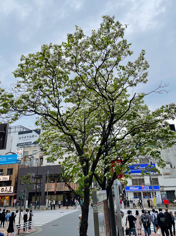 sumomo365_20230414_Dogwood_00_620.jpg