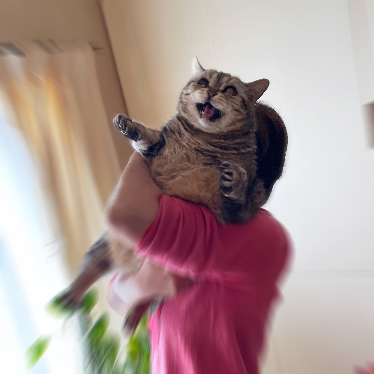 sumomo365_202304_catching_cry_03_1240.jpg