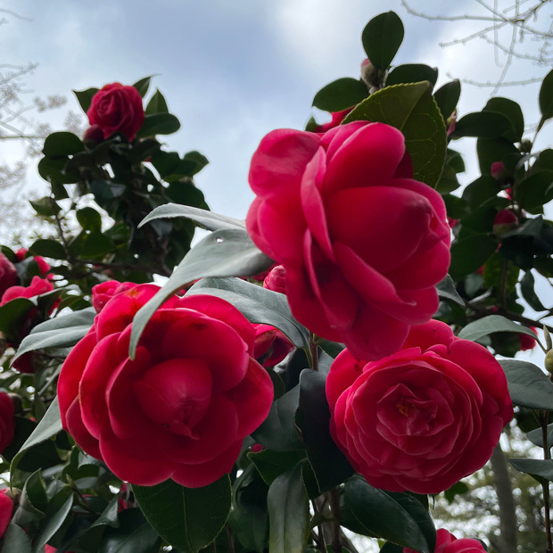 sumomo365_202304_park_camellia_01.jpg