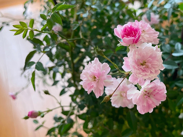 sumomo365_202305_climbing_rose_01.jpg