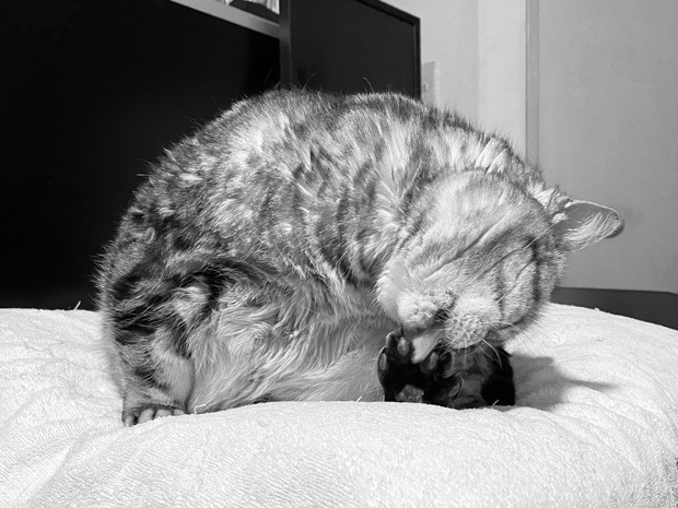sumomo365_202305_grooming_01.jpg