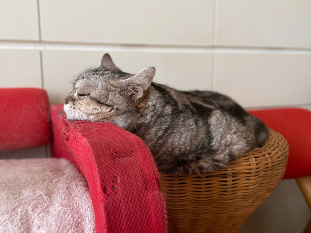 sumomo365_20230616_rattan_bed_00.jpg