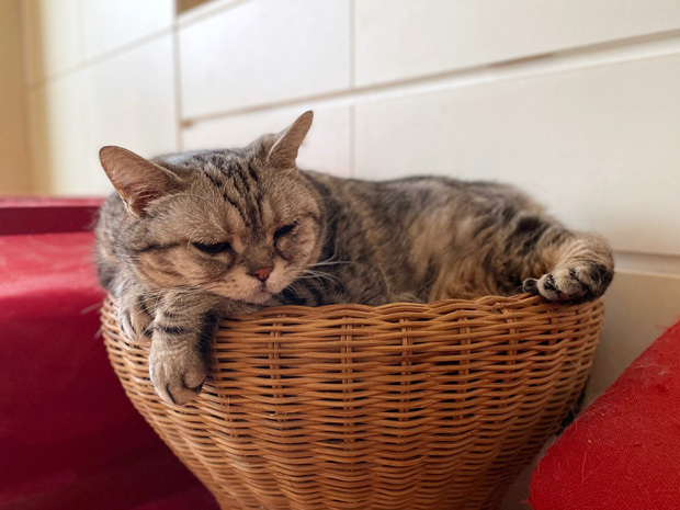 sumomo365_20230616_rattan_bed_01.jpg
