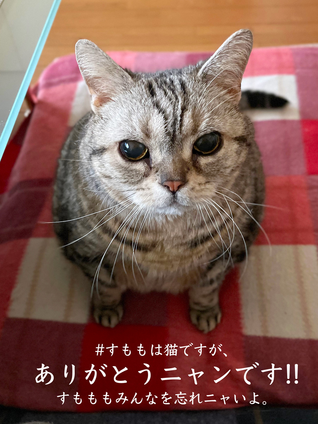 sumomo365_20230623_Sumomo_message_1240_00.jpg