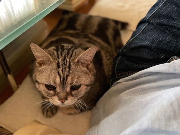 sumomo365_202306_approach_cats_01.jpg