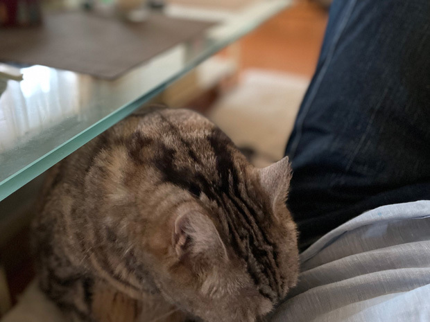 sumomo365_202306_approach_cats_05.jpg