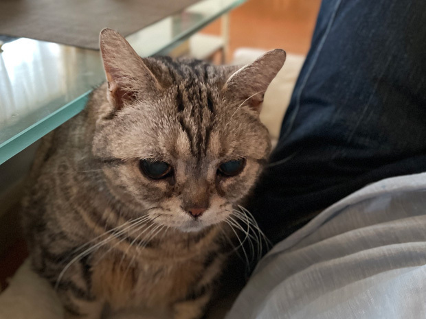 sumomo365_202306_approach_cats_06.jpg
