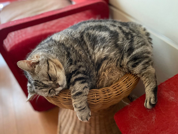 sumomo365_202306_sleepy_00.jpg
