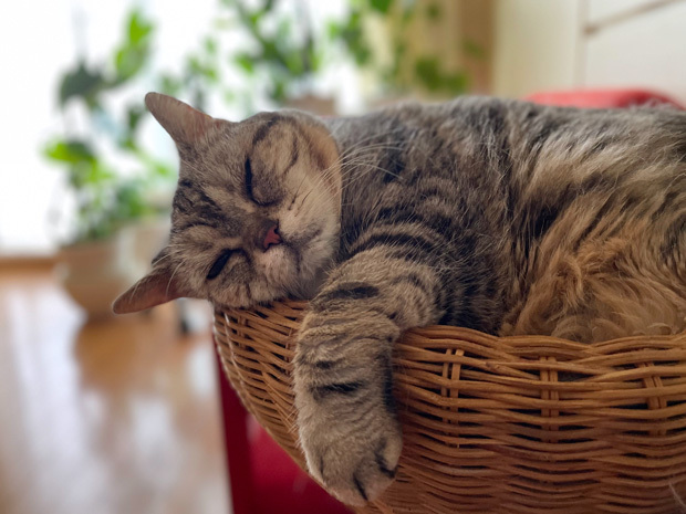 sumomo365_202306_sleepy_03.jpg