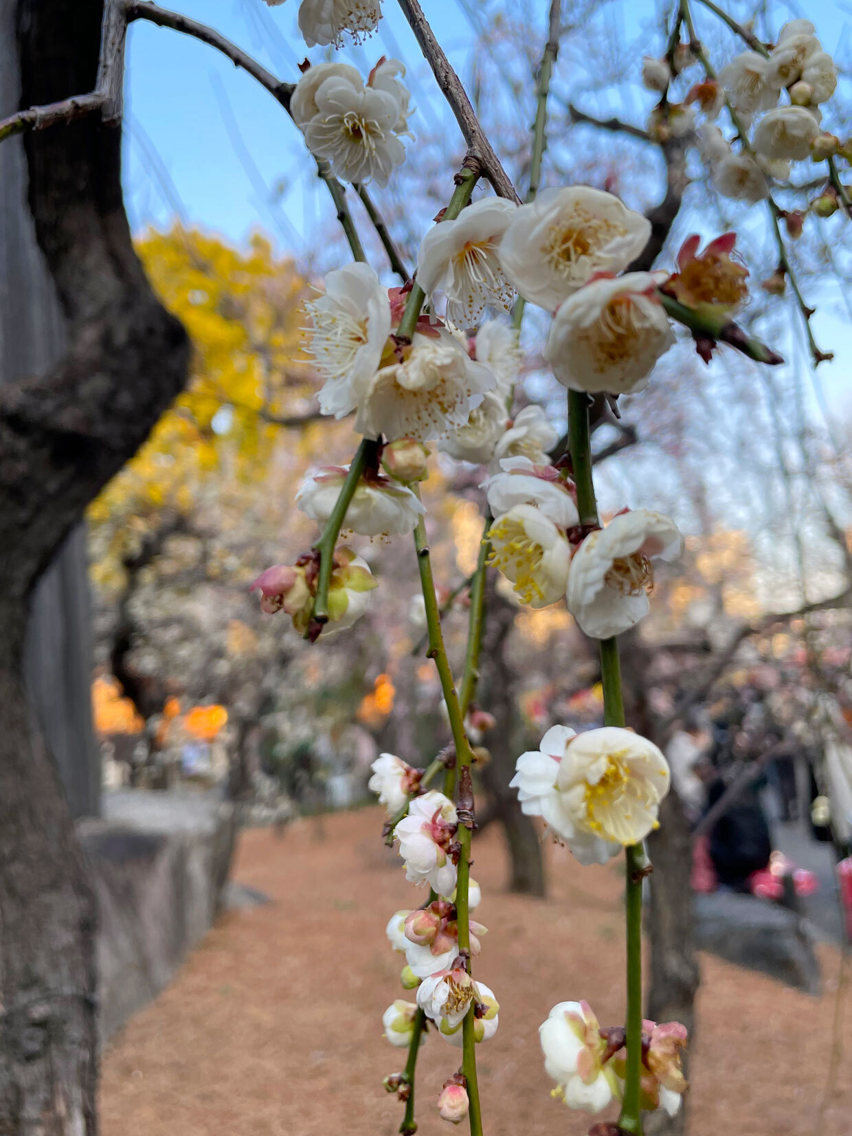 sumomo365_20240210_yushimatenjin_06_1240.jpg