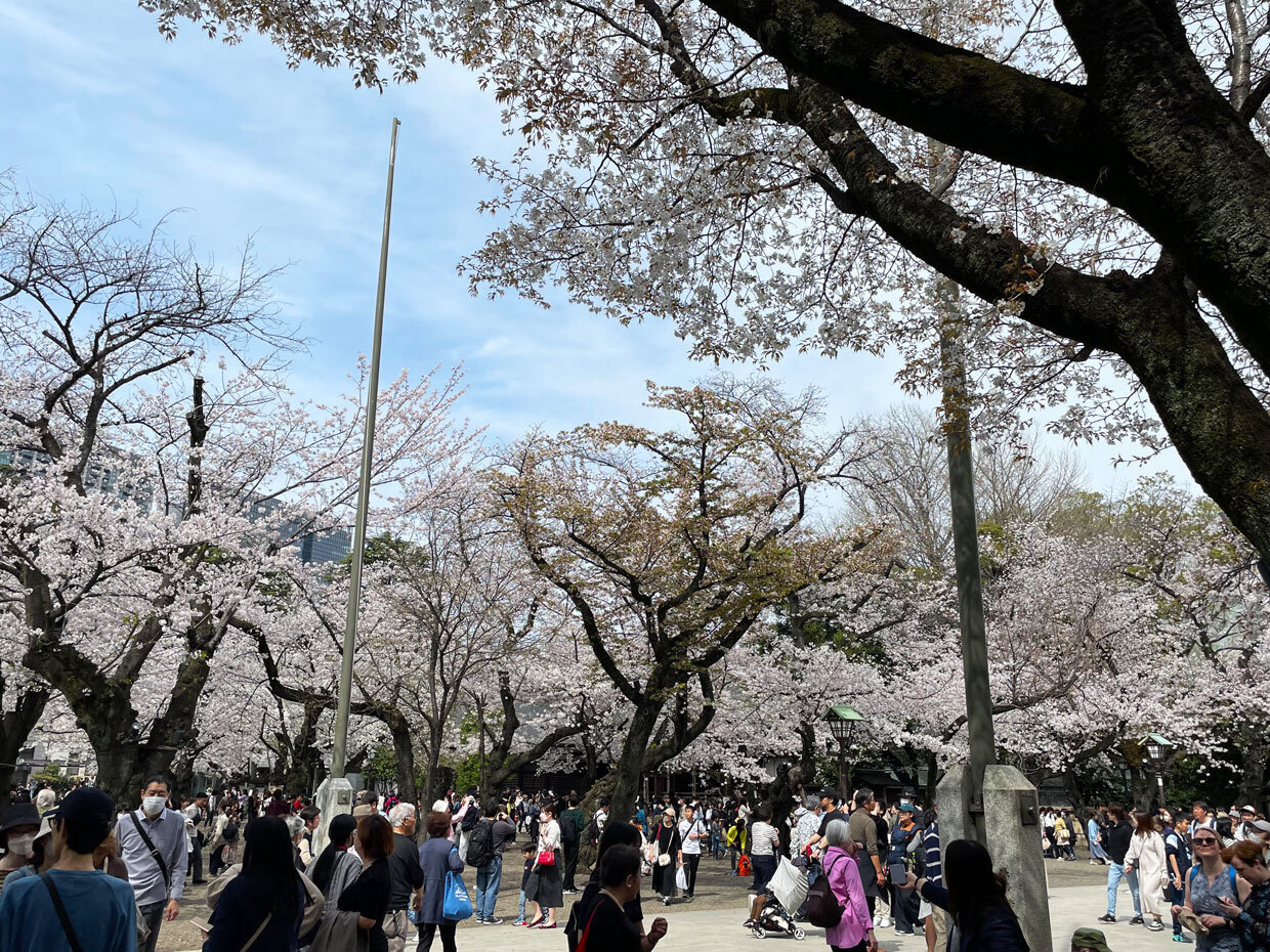 sumomo365_20240407_Yasukuni_03.jpg