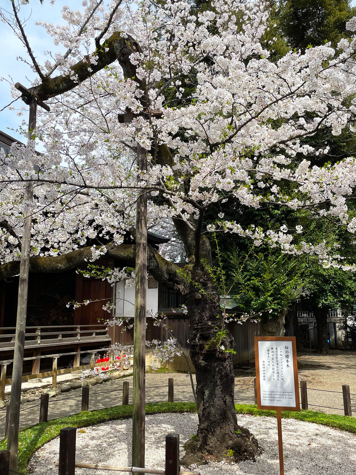 sumomo365_20240407_Yasukuni_04.jpg