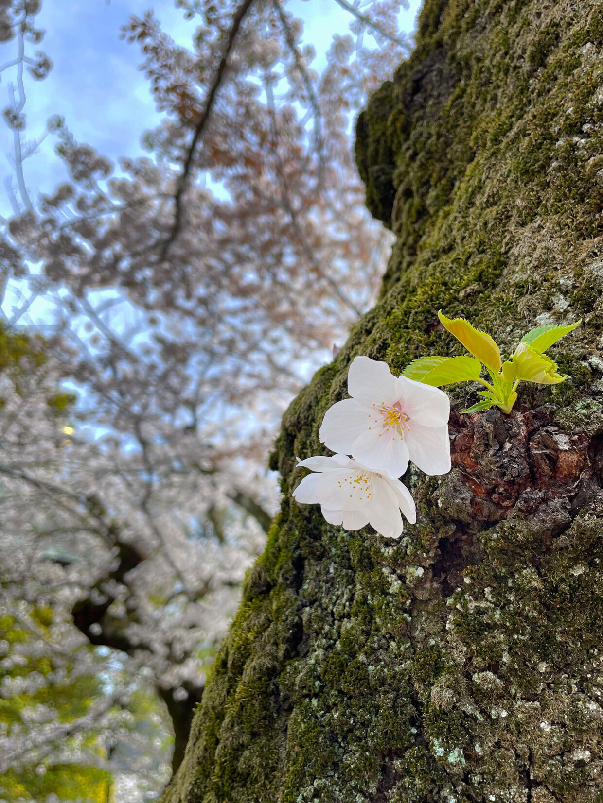 sumomo365_20240407_Yasukuni_08.jpg